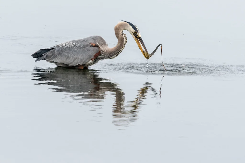 pacific_seahorse_and_heron2_thumbwave_iSeahorse.jpg