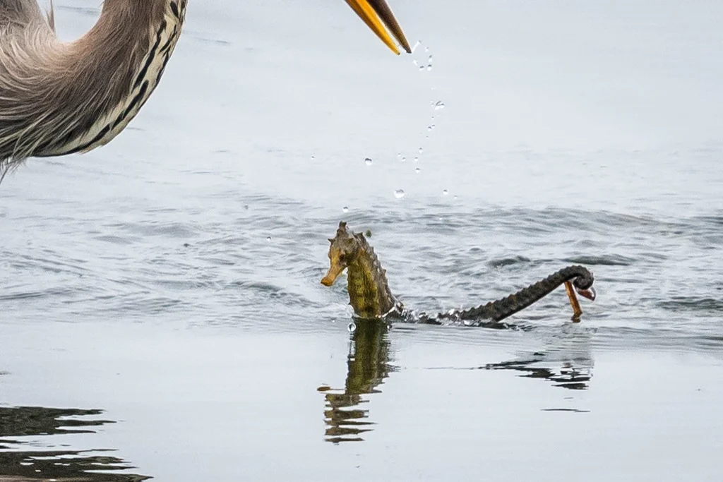 pacific_seahorse_and_heron1_thumbwave_iSeahorse.jpg