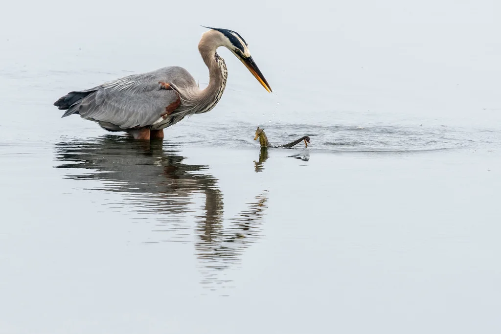 pacific_seahorse_and_heron3_thumbwave_iSeahorse.jpg