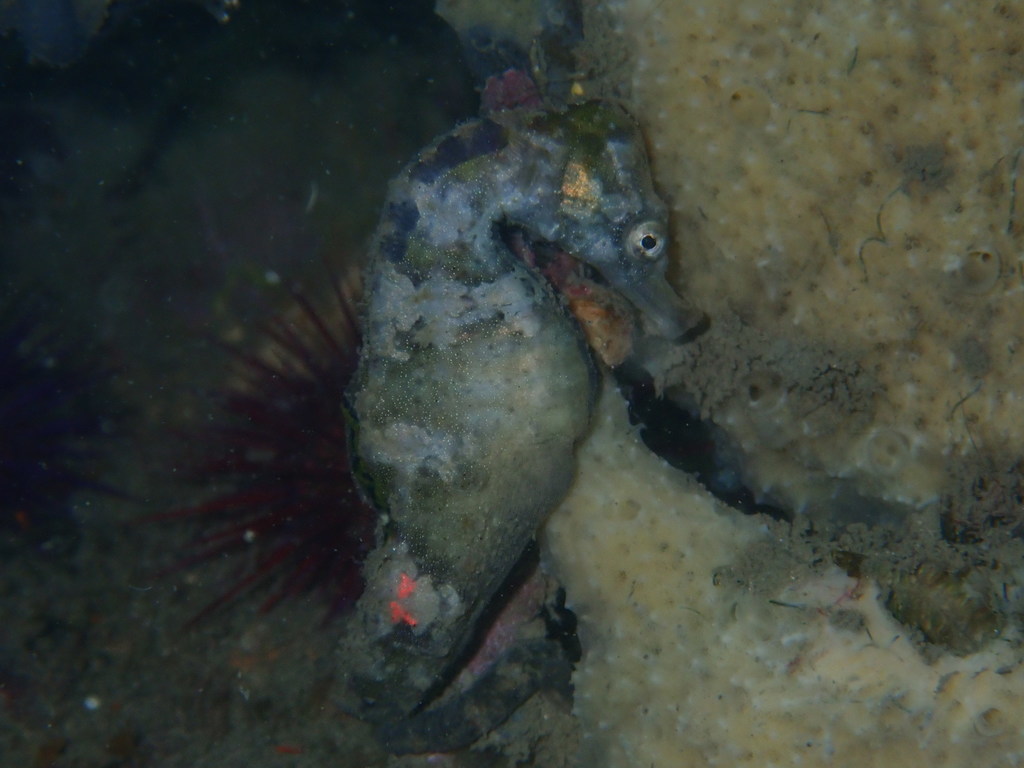 Hippocampus capensis . Photo by the Knysna Basin Project.