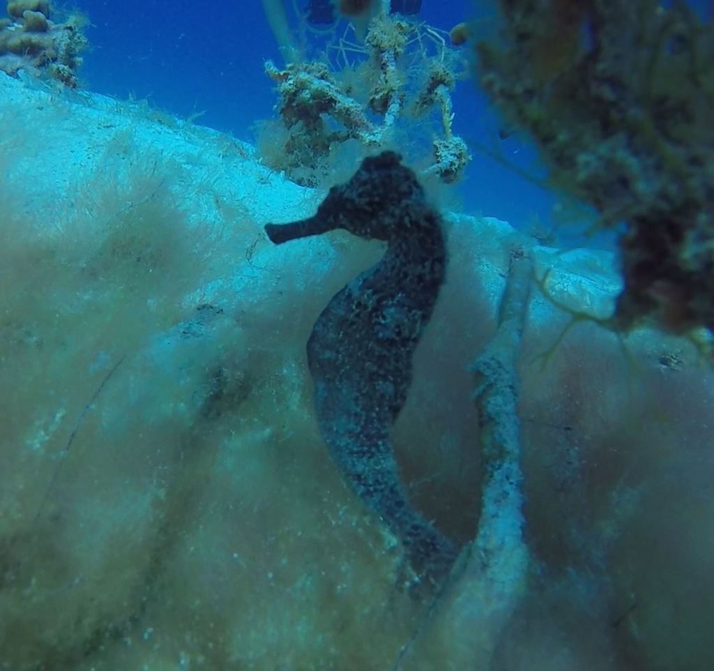 Hippocampus reidi , longsnout seahorse. Photo by Jemma/Utila Dive Center.