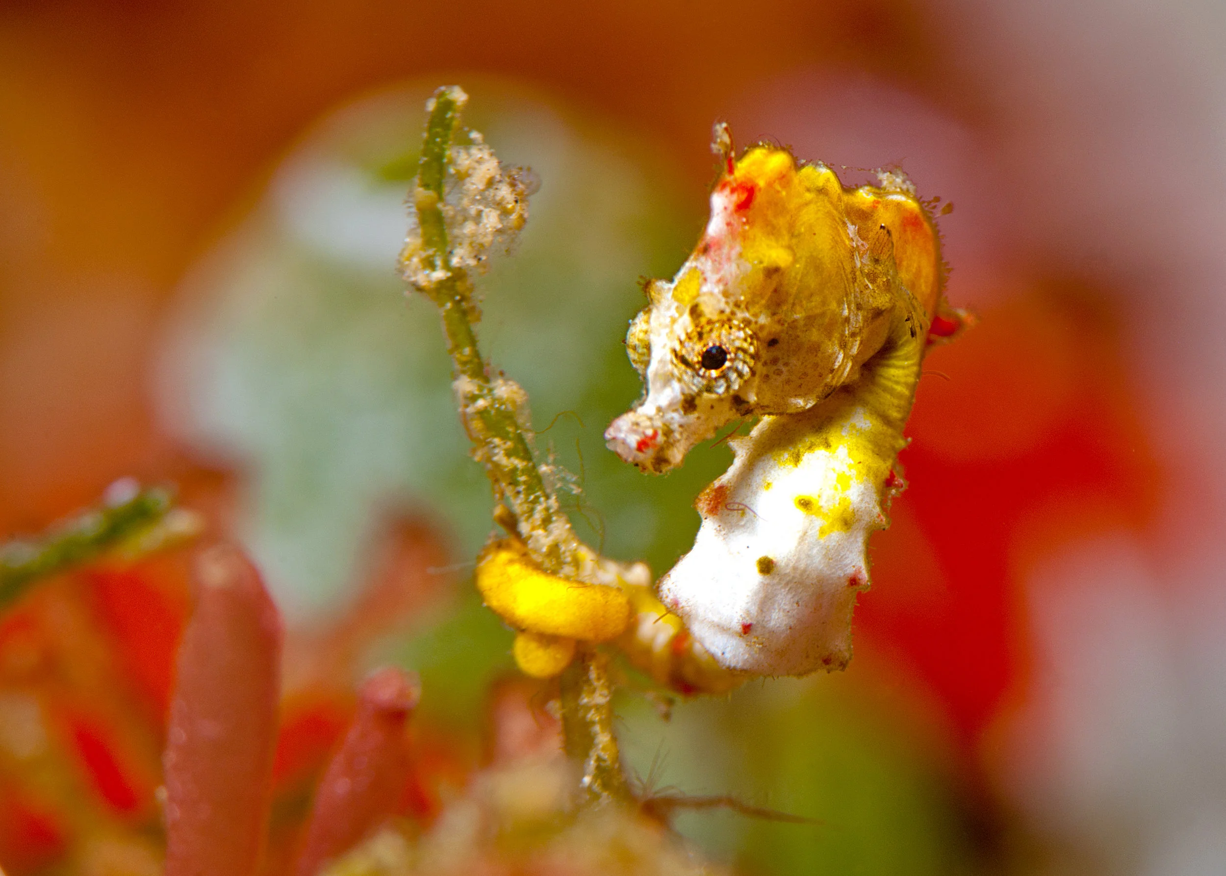 © Filip Staes/Guylian Seahorses of the World