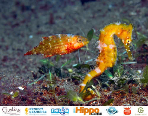 “Friends” by Aldo Gustavo Galante /Guylian Seahorses of the World
