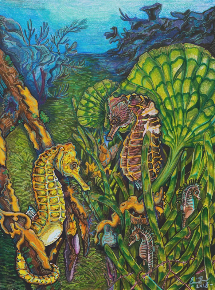 The three seahorses of Biscayne National Park: The Long-snouted seahorse ( H. reidi, front left) clutches a submerged mangrove using camouflage to blend into the sponges and other organisms that colonize the roots. The Dwarf seahorse ( H. zosterae , middle right) in a bed of turtle grass, using drift algae as a holdfast. The Lined seahorse ( H. erectus, back center), holding mermaid’s fan, a type of macroalgae. Coral reefs, which also serve as important habitat for seahorses and their relatives, appear in the background. Artwork by Emilie Stump. This artwork was created referencing the photography of George Grall and Tami Weiss.
