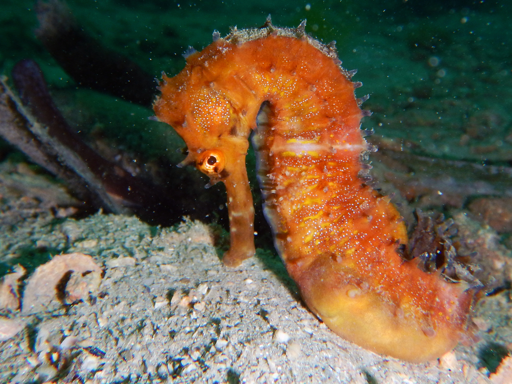 Thorny seahorse ( Hippocampus histrix ) by iSeahorse user designedforx