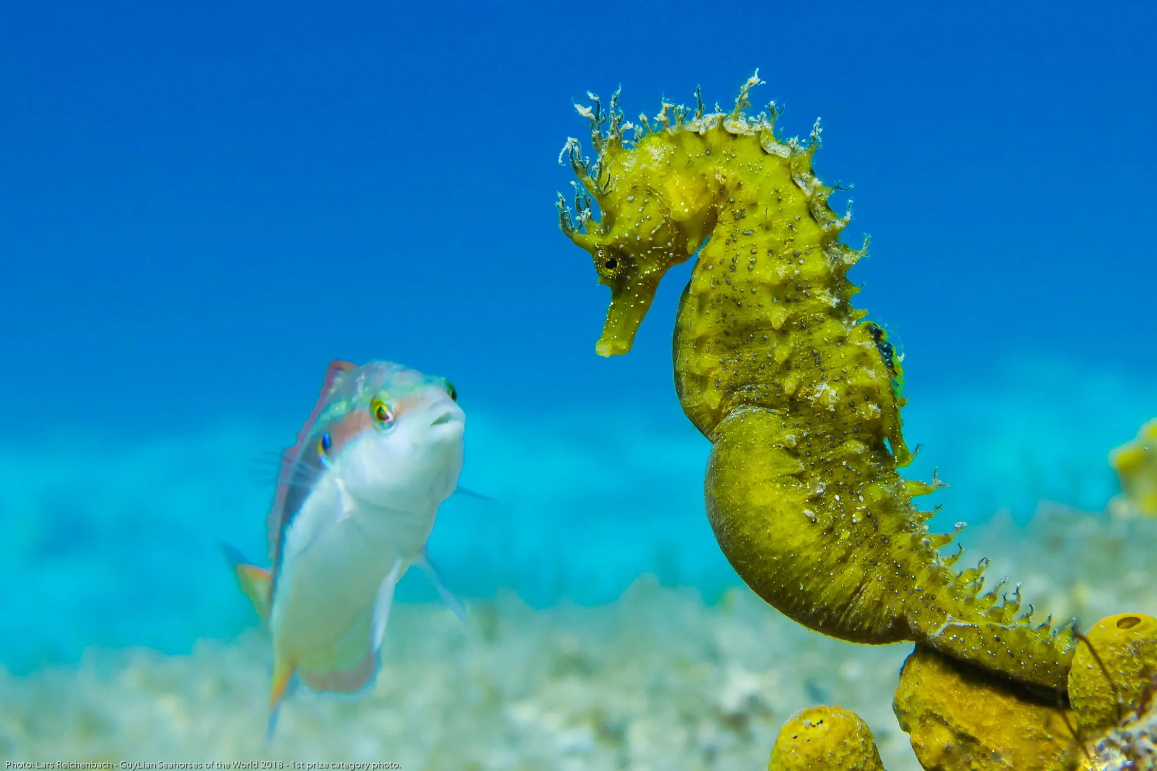 Grand Prize winner: Long-snouted seahorse ( Hippocampus guttulatus ), Croatia, Plavnik. Photo by Lars Reichenbach/Guylian Seahorses of the World.