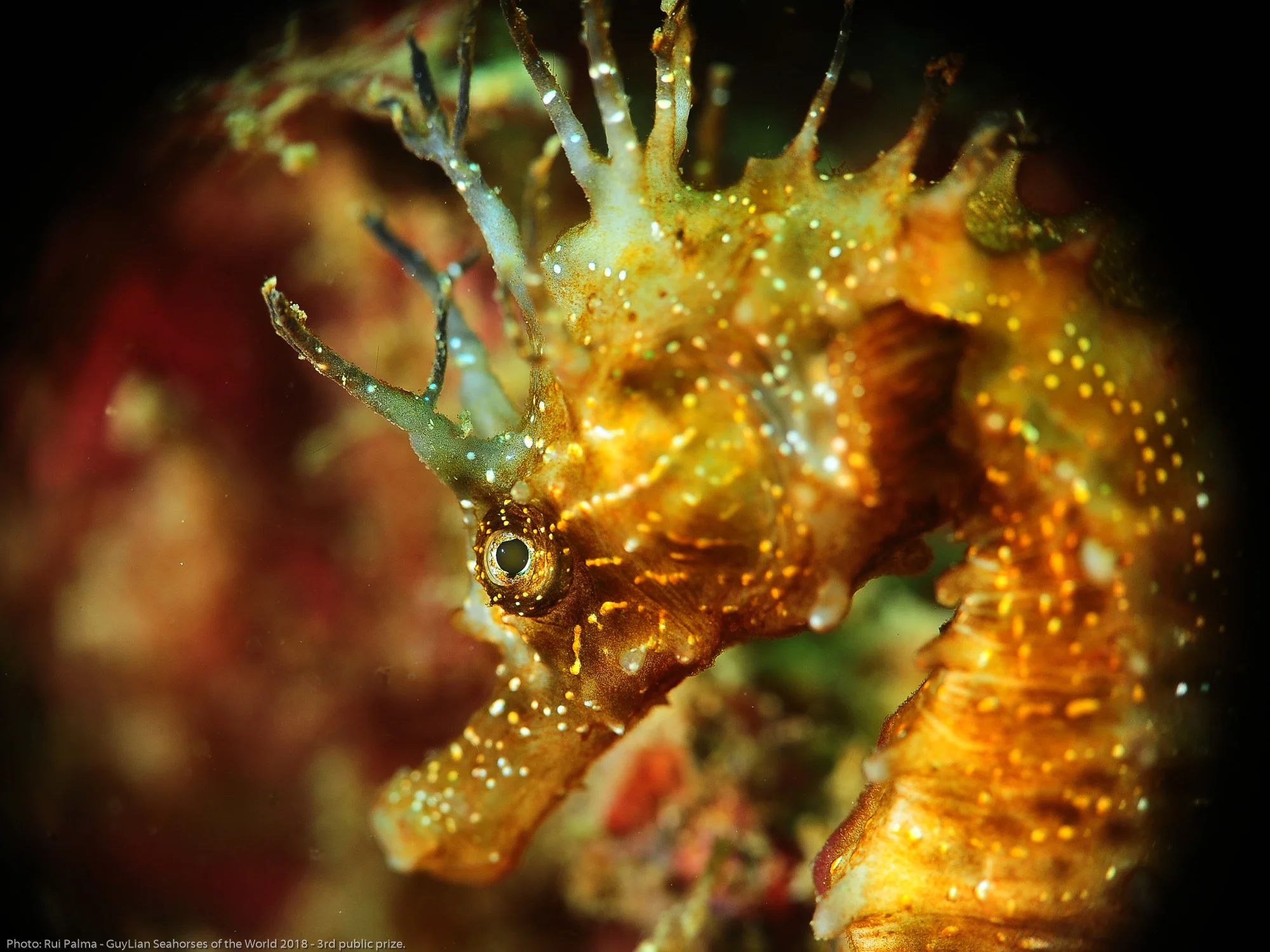3rd public prize. “Seahorse face” Long-snouted seahorse ( Hippocampus guttulatus) in Sesimbra, Portugal. Photo by Rui Palma/Guylian Seahorses of the World.