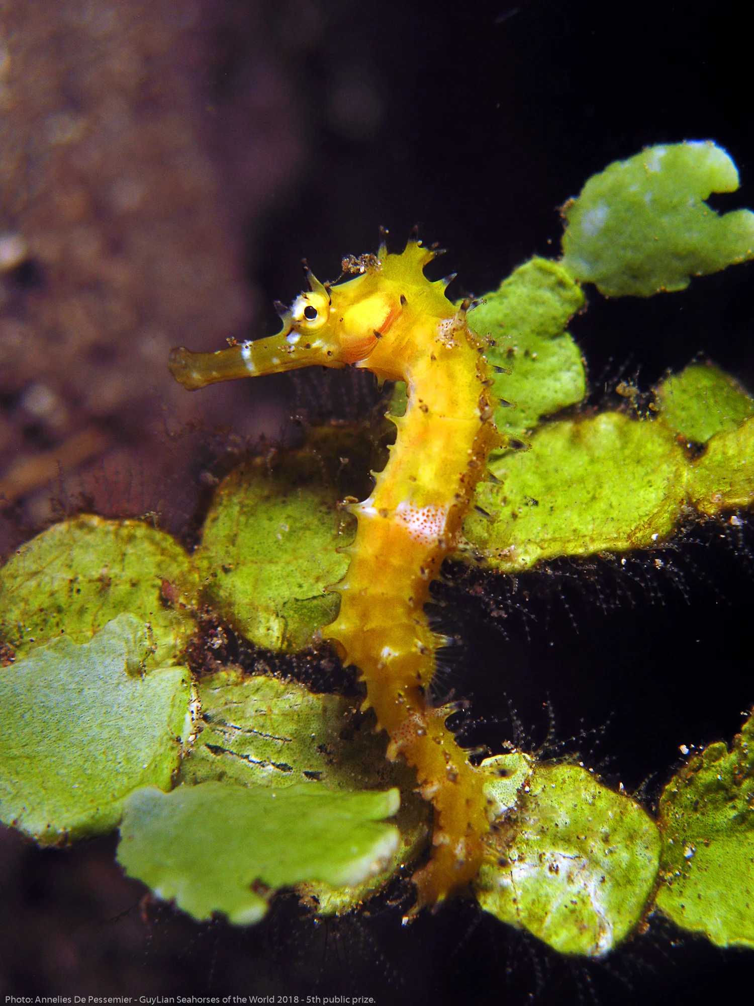 5th Public Prize: Thorny seahorse ( Hippocampus histrix ) in Anilao, the Philippines. Photo by Annelies De Pessemier/Guylian Seahorses of the World.