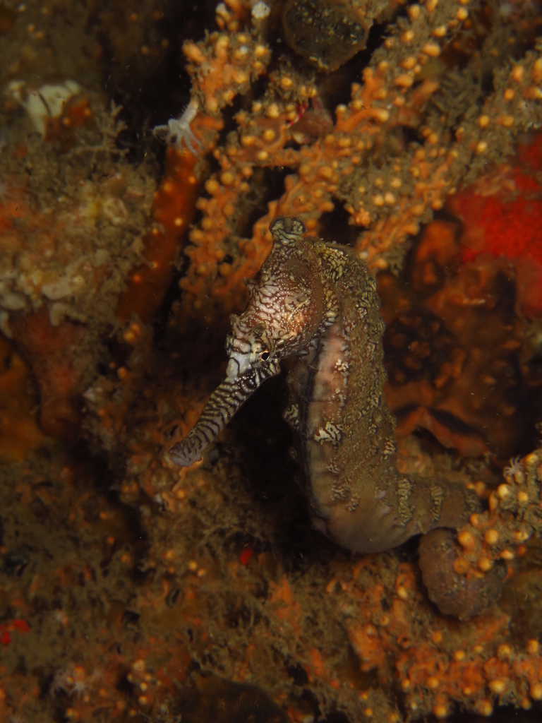 Western Australian seahorse ( H. subelongatus ) by Maarten de Brauwer.
