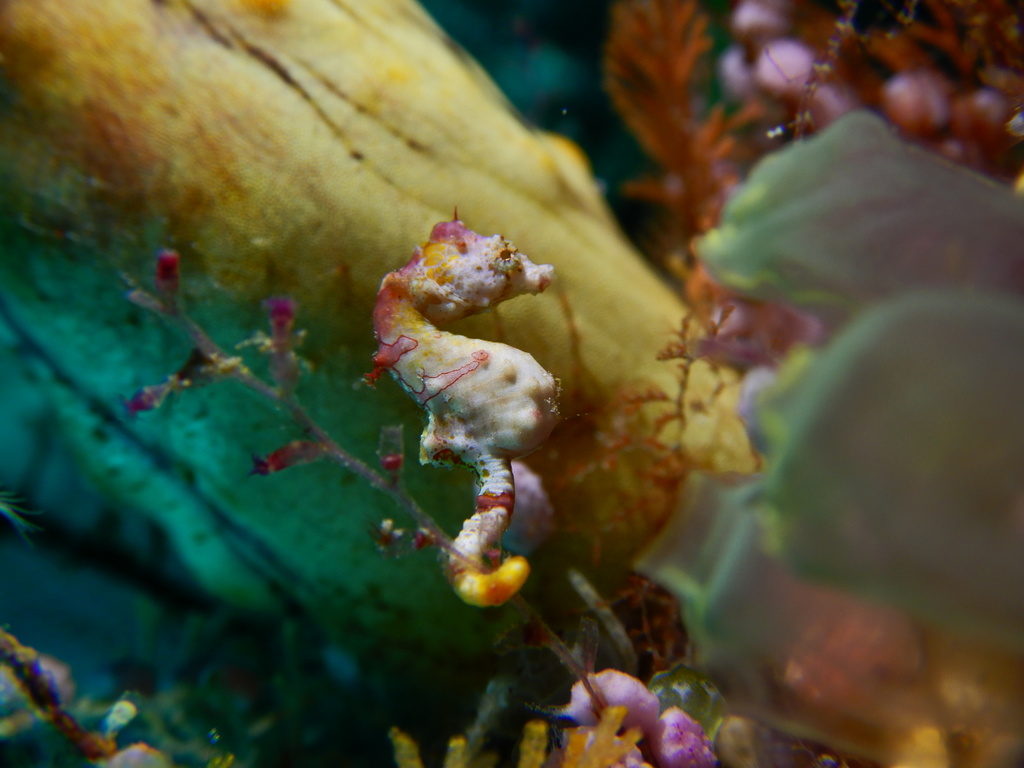 Hippocampus pontohi , in Raja Ampat, Indonesia. Photo by tansusoo on iSeahorse