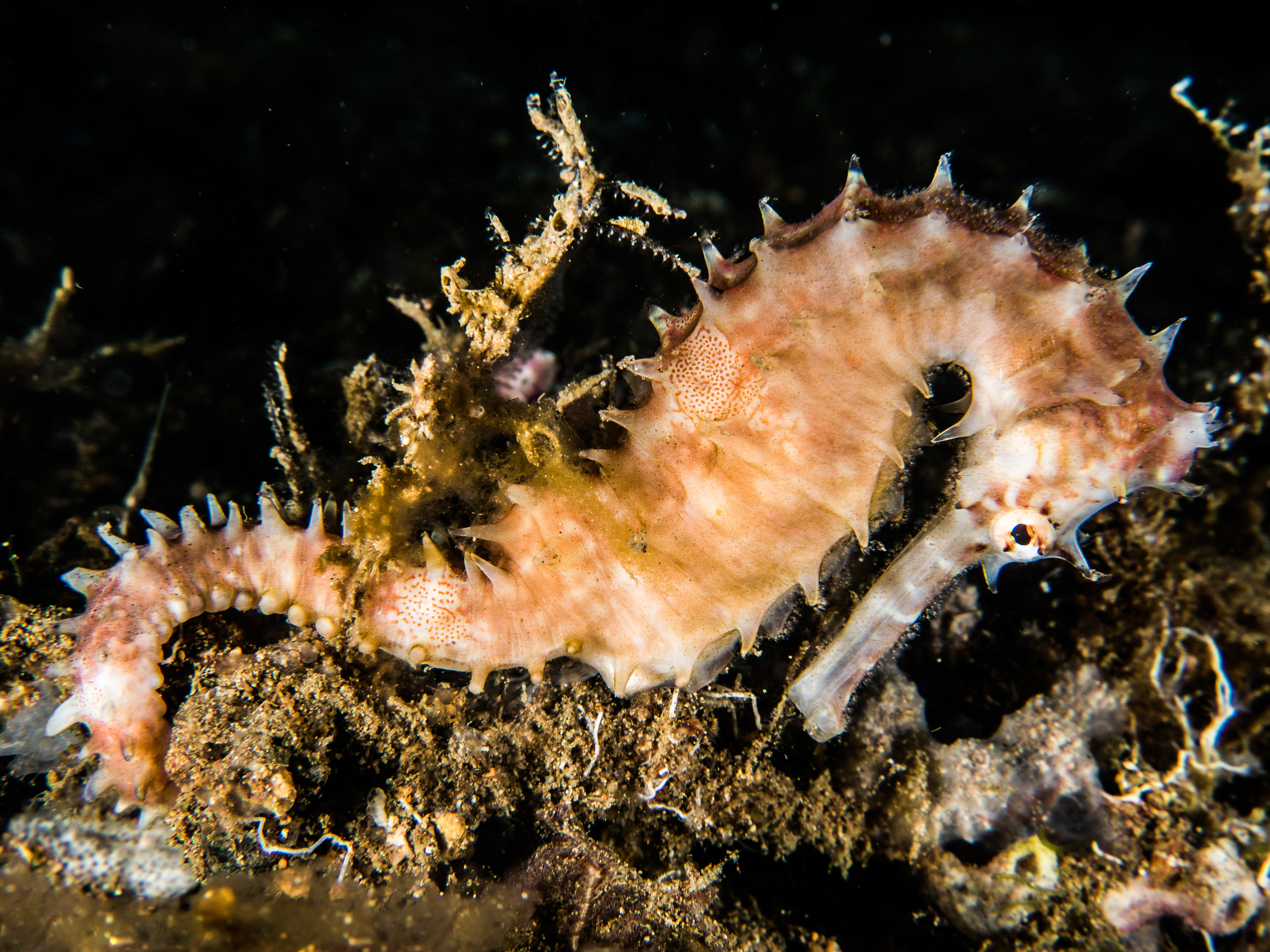 Hippocampus histrix (Thorny seahorse), one of the commonly traded seahorses. Photo by Guido Wouters/Guylian Seahorses of the World.