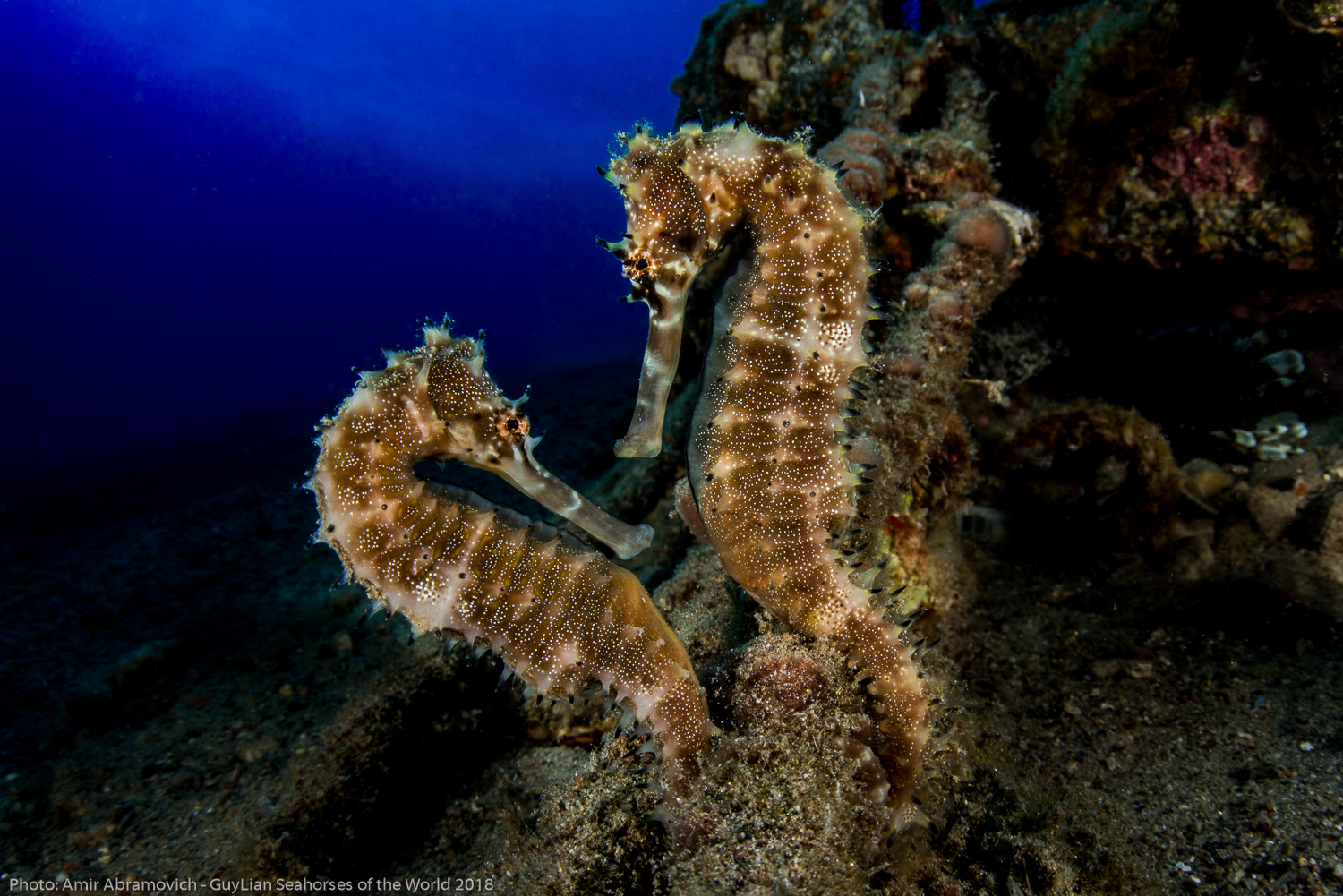 New paper How can we prioritize seahorse conservation at broad spatial scales? Protecting marine species requires conservation plans at broad scales. Yet broad-scale conservation planning is rare and difficult for marine species. Here we provide some useful techniques… Read more >