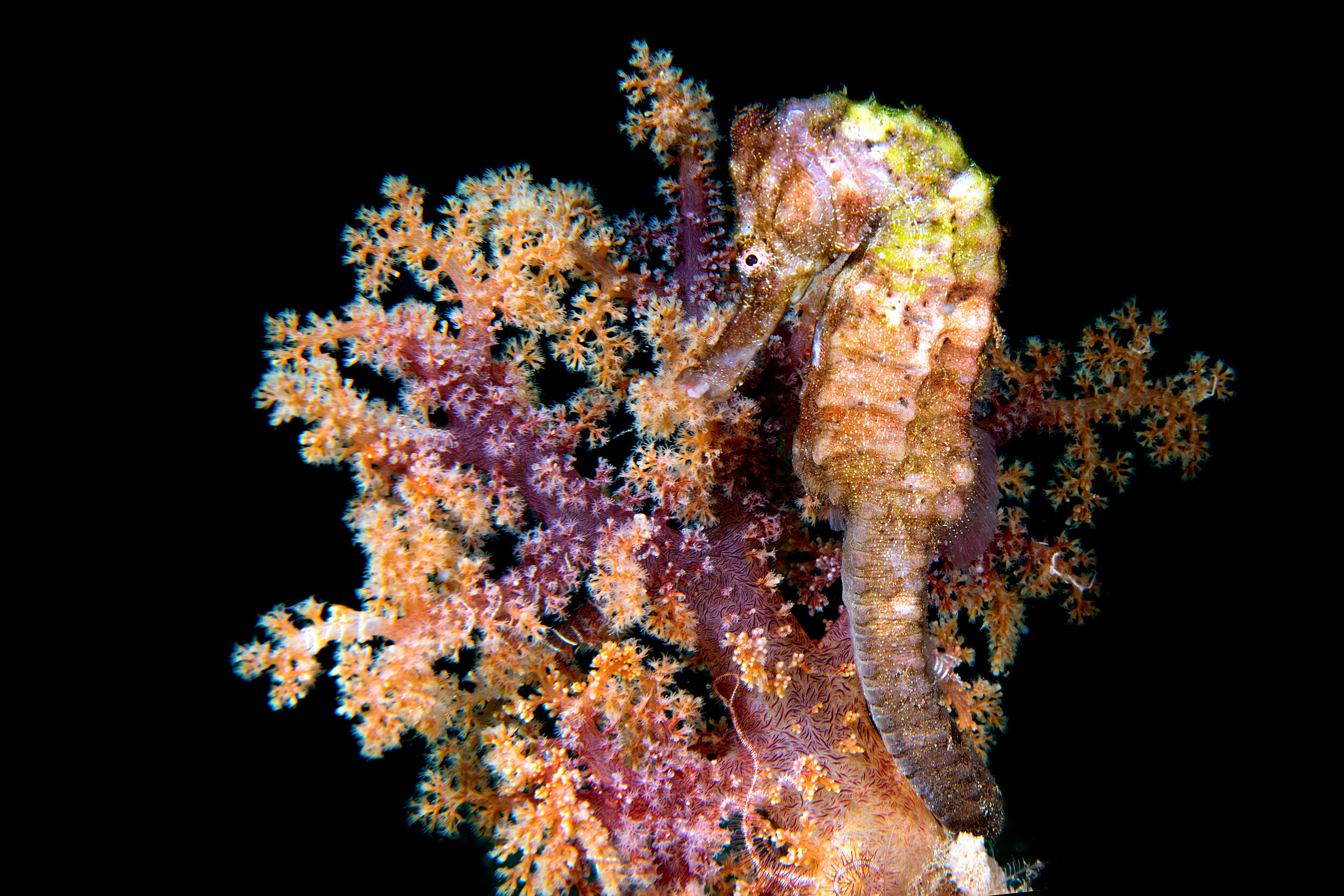 Commentary New hope for seahorse conservation 18 years after CITES listing You can read about our current big breakthrough in engaging 182 countries to strengthen export regulations on seahorses Read more >
