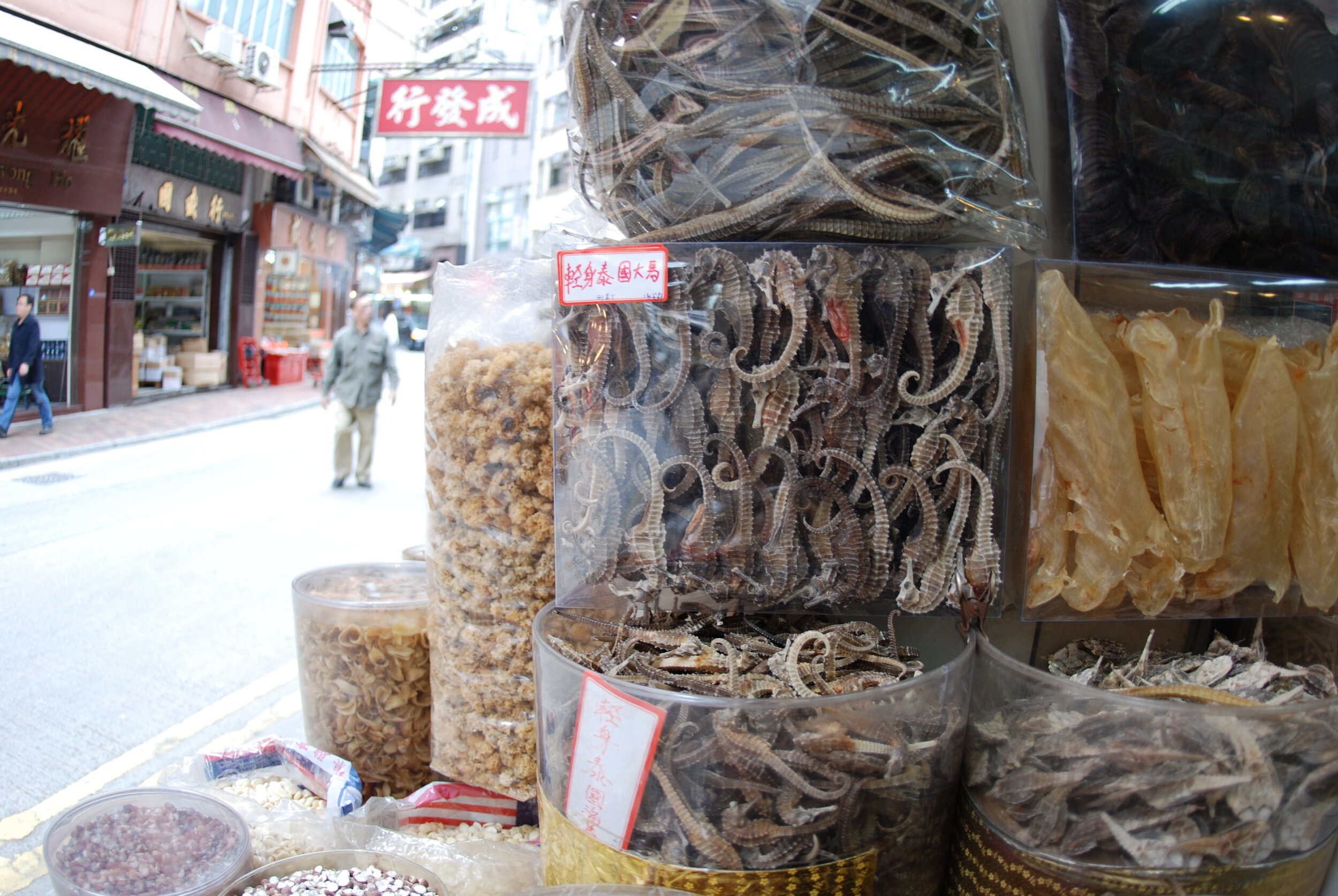 Dried seahorses for sale in a market in Hong Kong. Photo by Tyler Stiem/Project Seahorse.