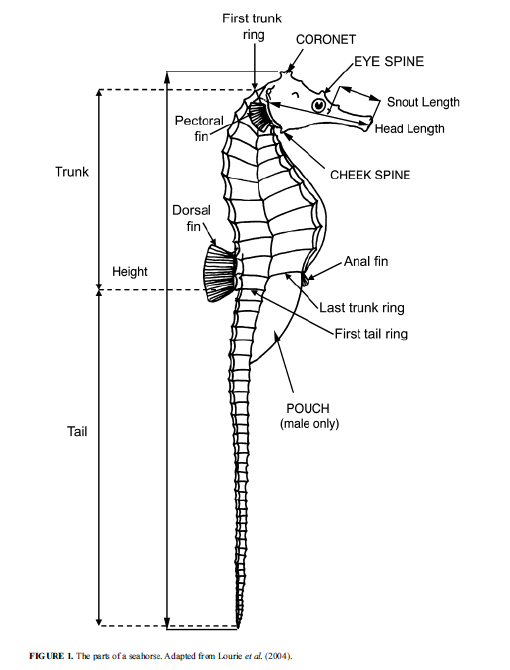 Parts of a seahorse. Adapted from Lourie et al, 2004.