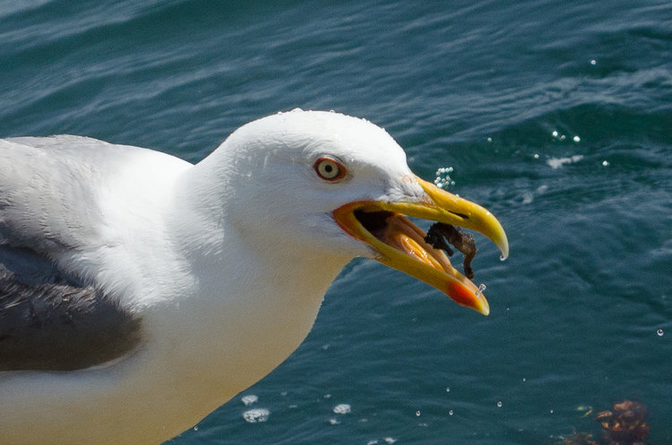 Yellow-legged Gull ( Lars michachellis ) munching on a short-snouted seahorse ( H. hippocampus). Photo courtesy of Marina Gorbunova/iNaturalist.