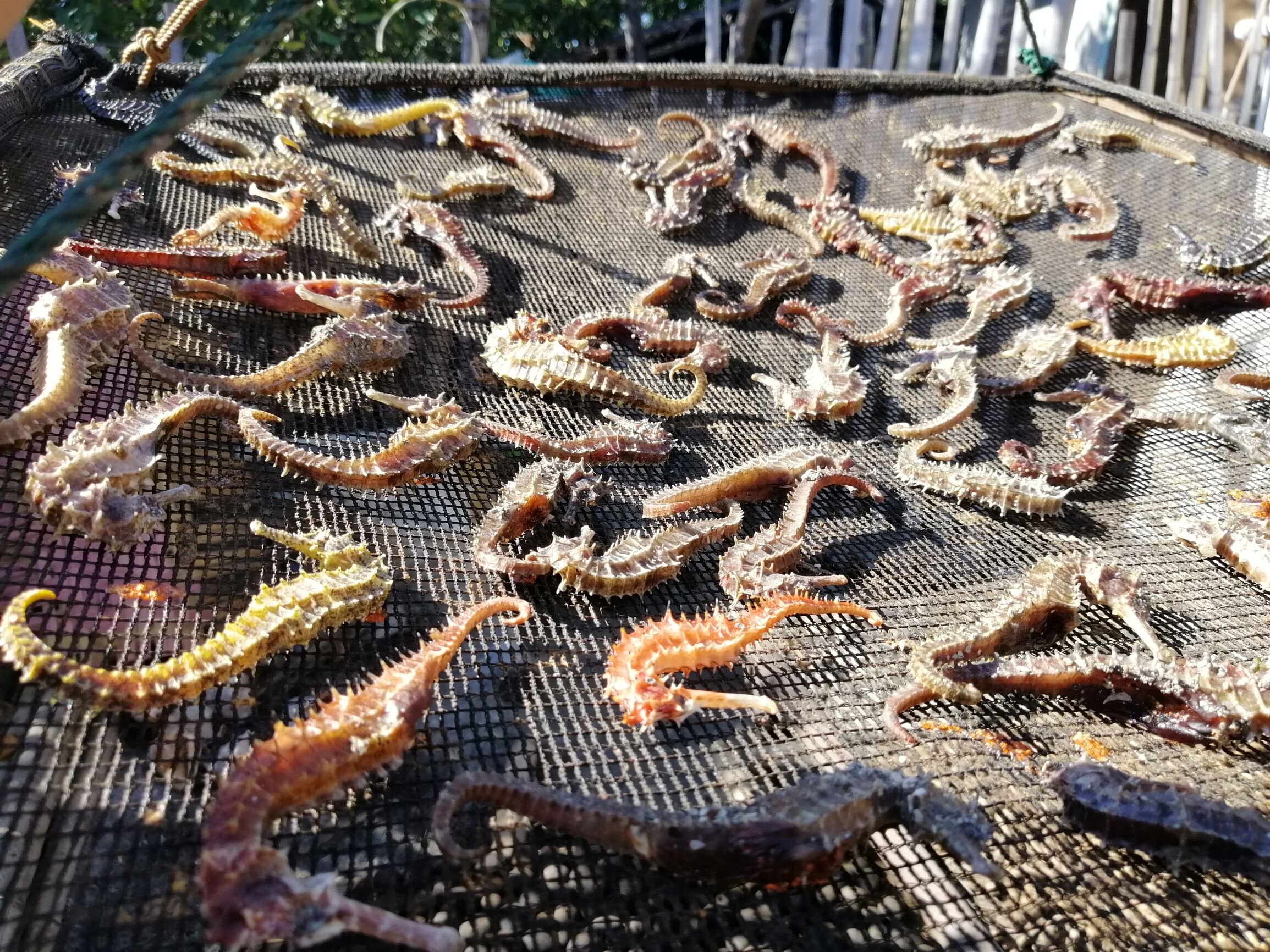 Field notes The “amazing race” to uncover seahorse trade and exploitation in the Philippines Criss-crossing the Philippines by plane, boat, bus and car in less than 3 months, we discovered that 1.7+ million seahorses are caught per year in the Philippines, compared to over 4 million per year 20 years ago. Read more >