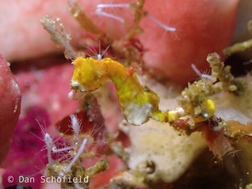 Pygmy weedy seahorse (Hippocampus pontohi) by