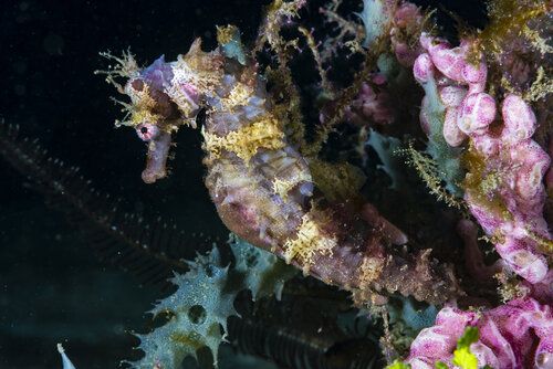 An amazingly colourful Hedgehog seahorse ( Hippocampus spinosissimus ).  You can tell that it is a  H. spinossisimus  by the spines along it's abdomen and the spiny coronet.  Photo by  iNaturalist  user francescoric.