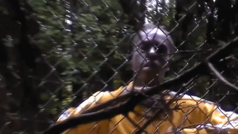 The Organic Ascension of Yung Bans