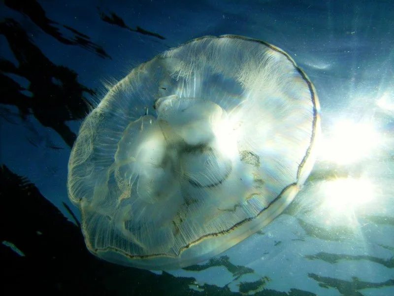 jelly.jpg