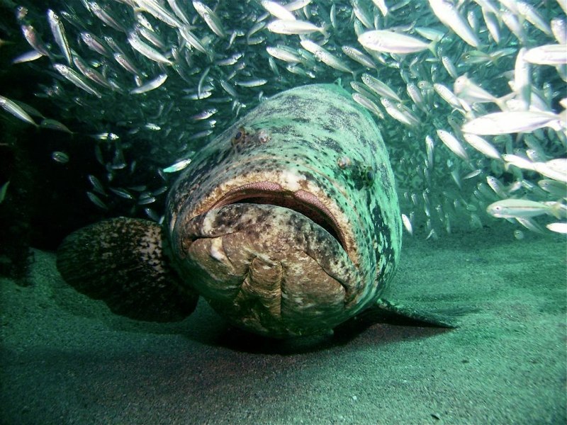 grouper.jpg