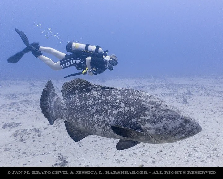 grouper2.jpg