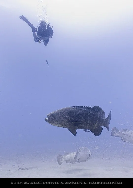 120915-105414_Goliath_Grouper_-_Esso_Bonaire_Wreck_Jupiter.jpg