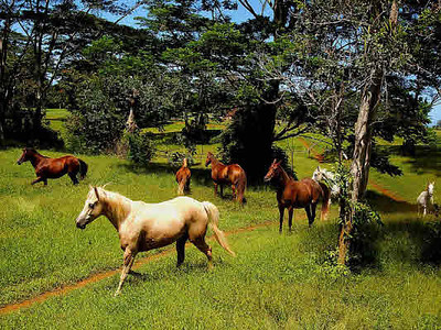$6.75m Kilauea, Kauai Feb 2012 r(b), r(s)