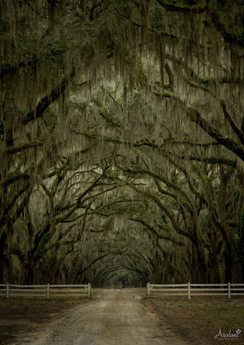 Ara+Roselani+-+Aralani+Photography+-+Wormsloe+Oak+Road.jpg