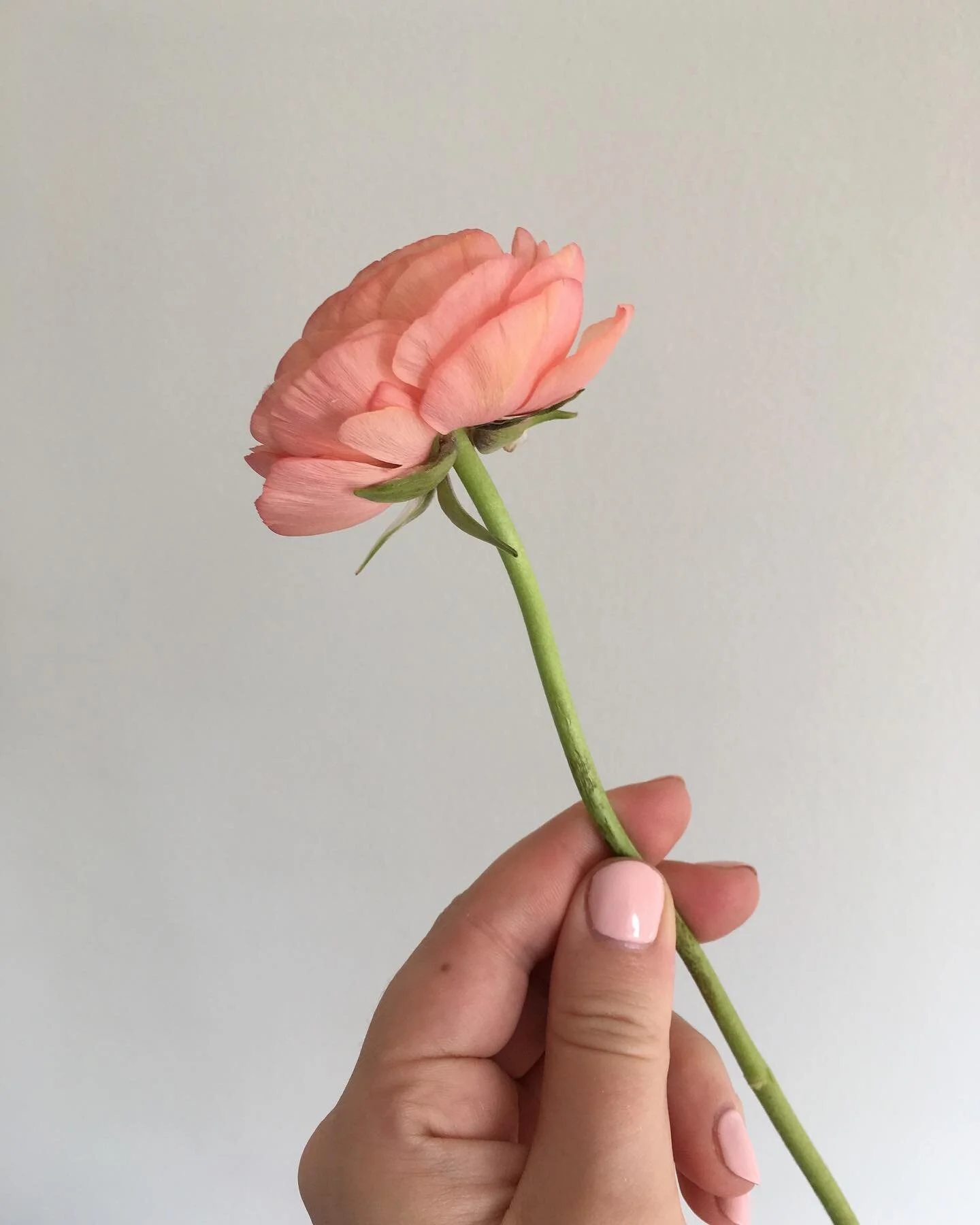 March Meet the Maker: Day 18, Colour.

I love colour. 

I&rsquo;ve included a variety of pics stored from on my phone. Some are really old pics of my floristry work, a pic from Kew Gardens from yonks ago, a bit of food and drink in there and also nic