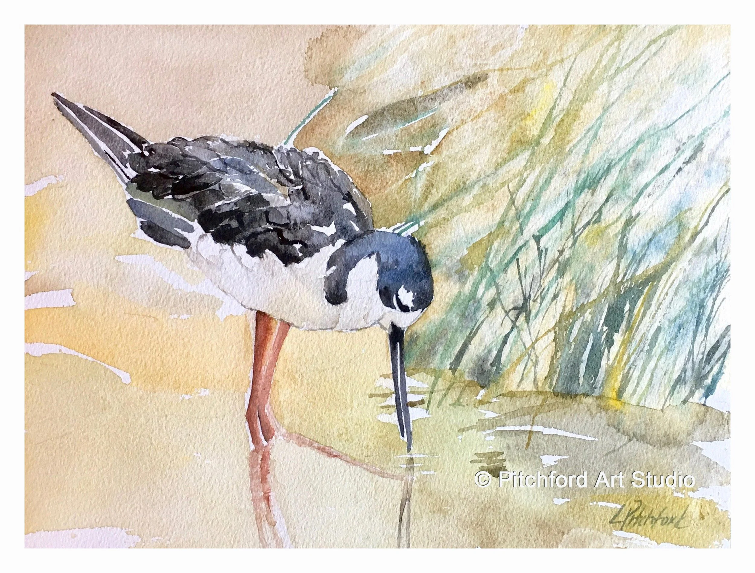 Black Necked Stilt