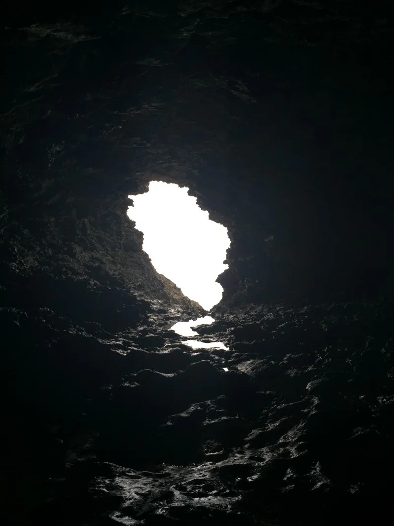 animal flower cave