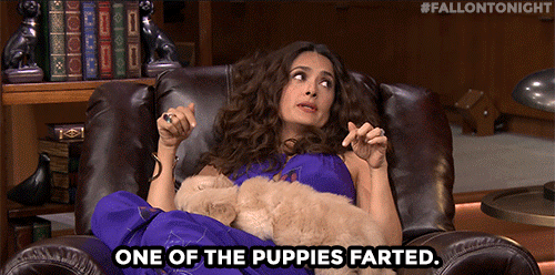 giphy-1.gif