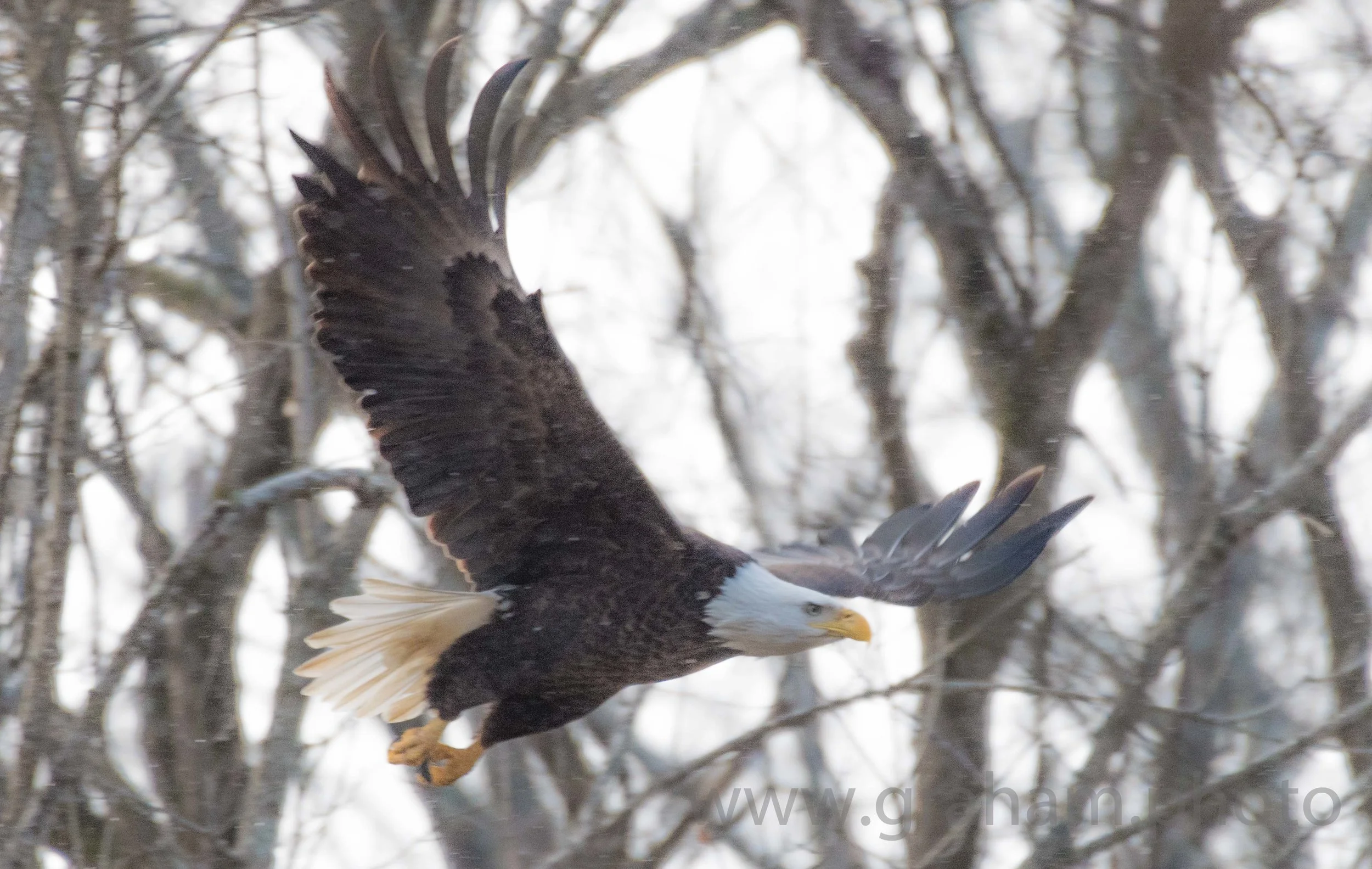 eagle-102.jpg