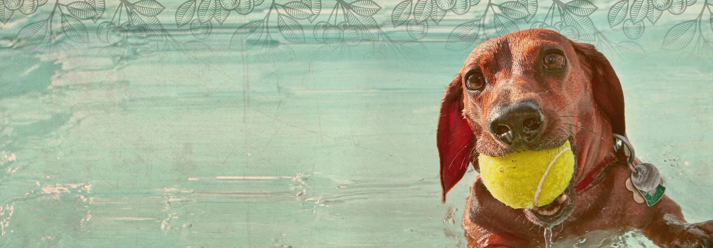 pet essentials rototuna