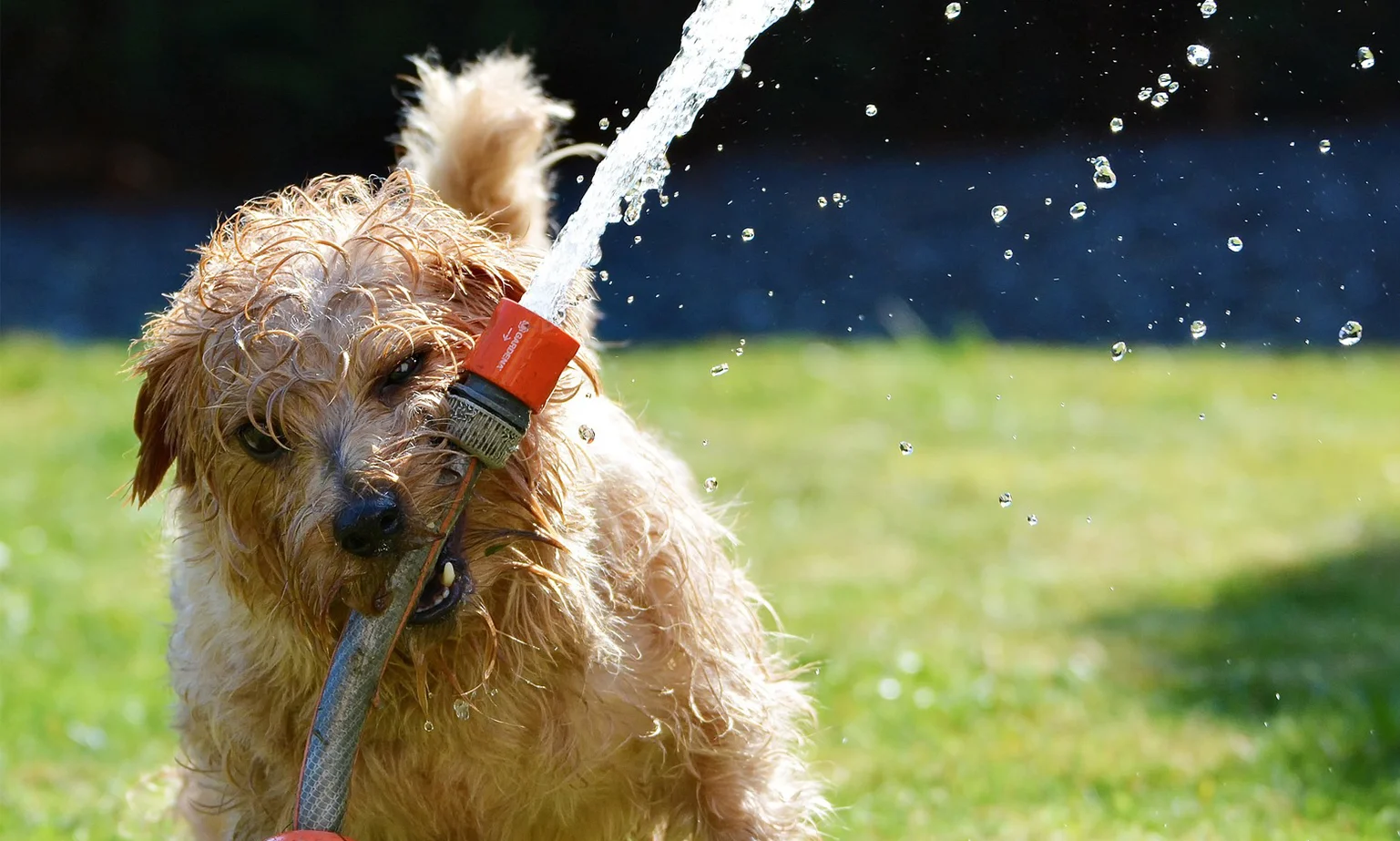 Radical-Dog-Blog-Dogs-Health.jpg