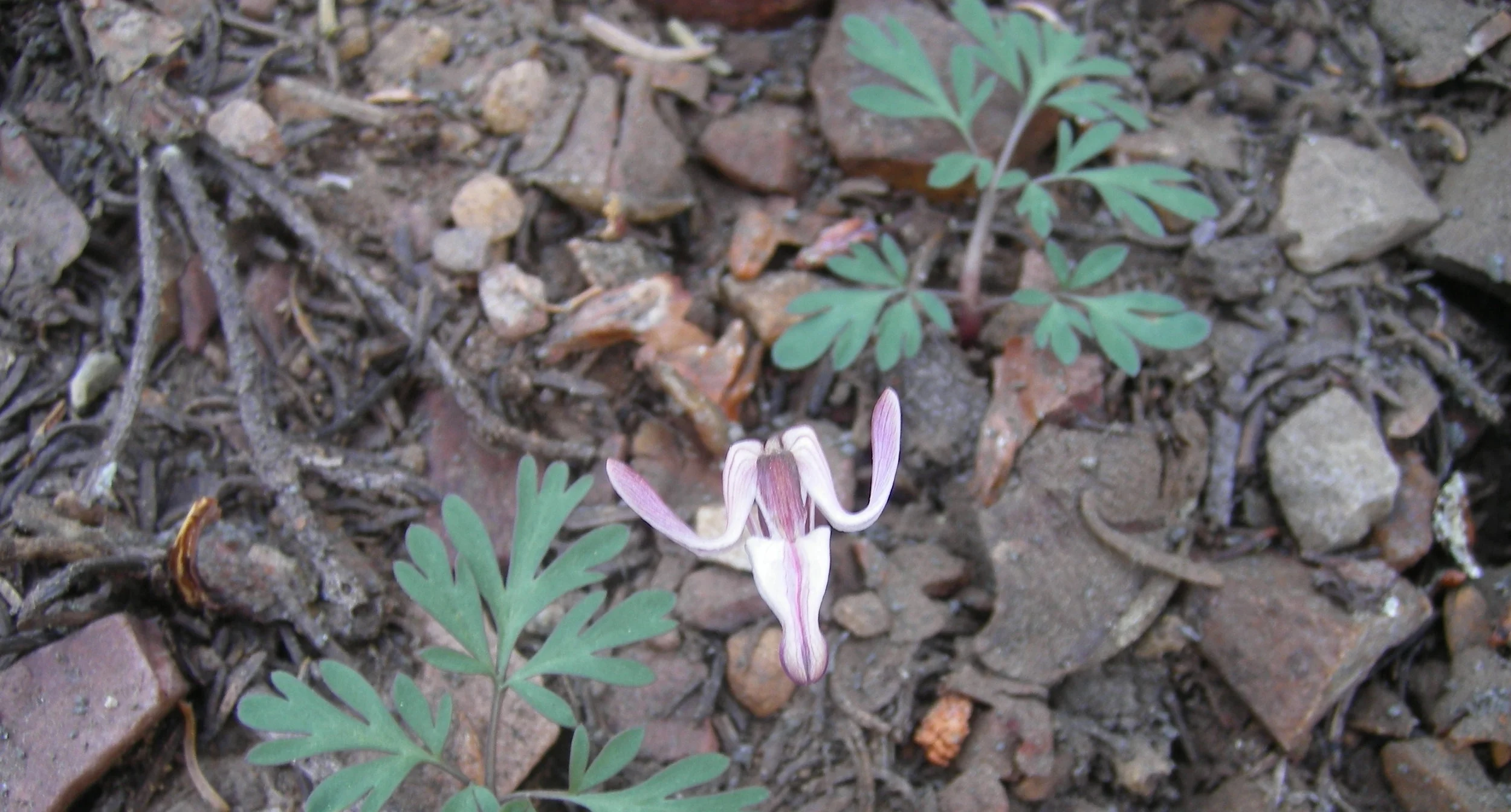 Valentine's Day Special