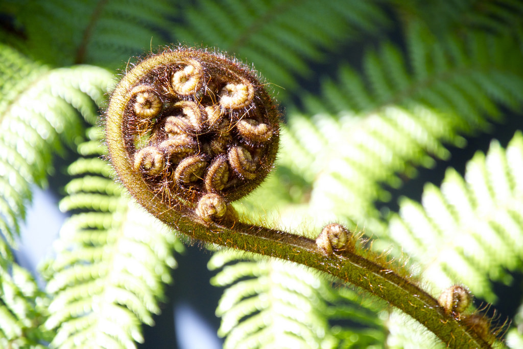Koru.jpg