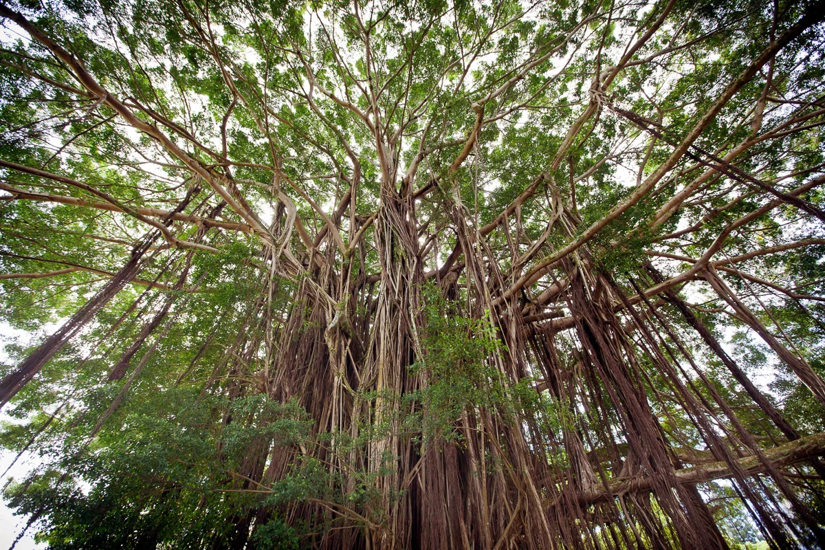 HAWAIIEXPORT-6.jpg