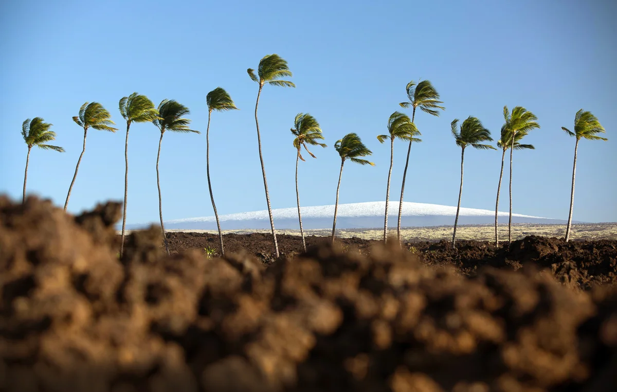 HAWAIIEXPORT-17.jpg