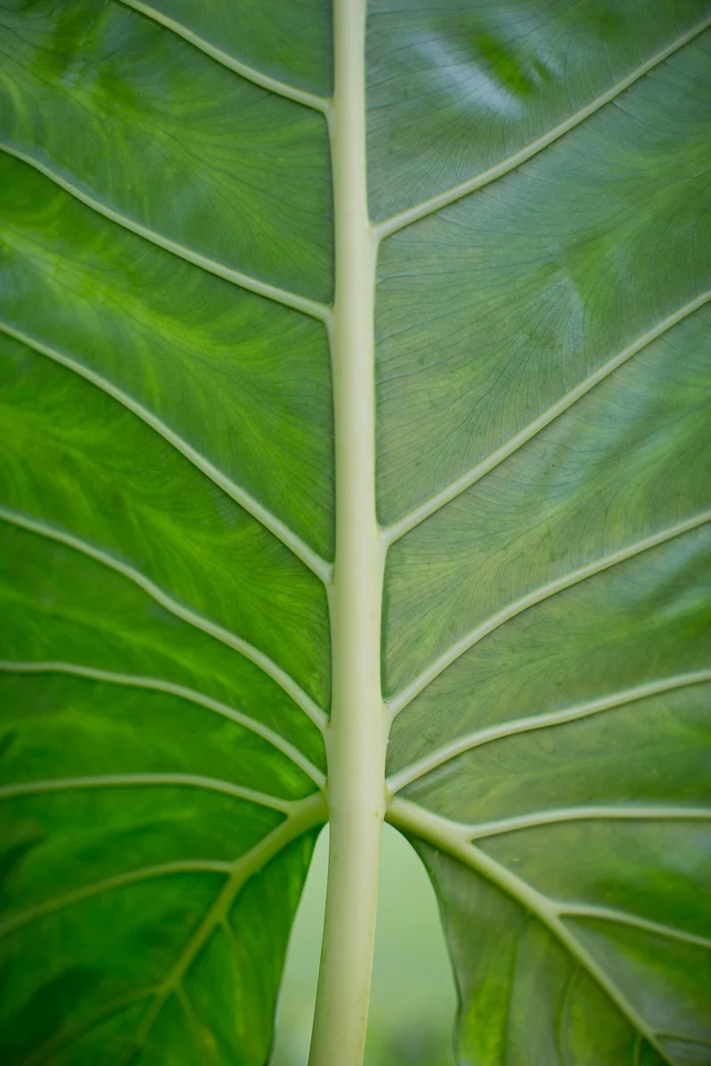 HAWAIIEXPORT-24.jpg