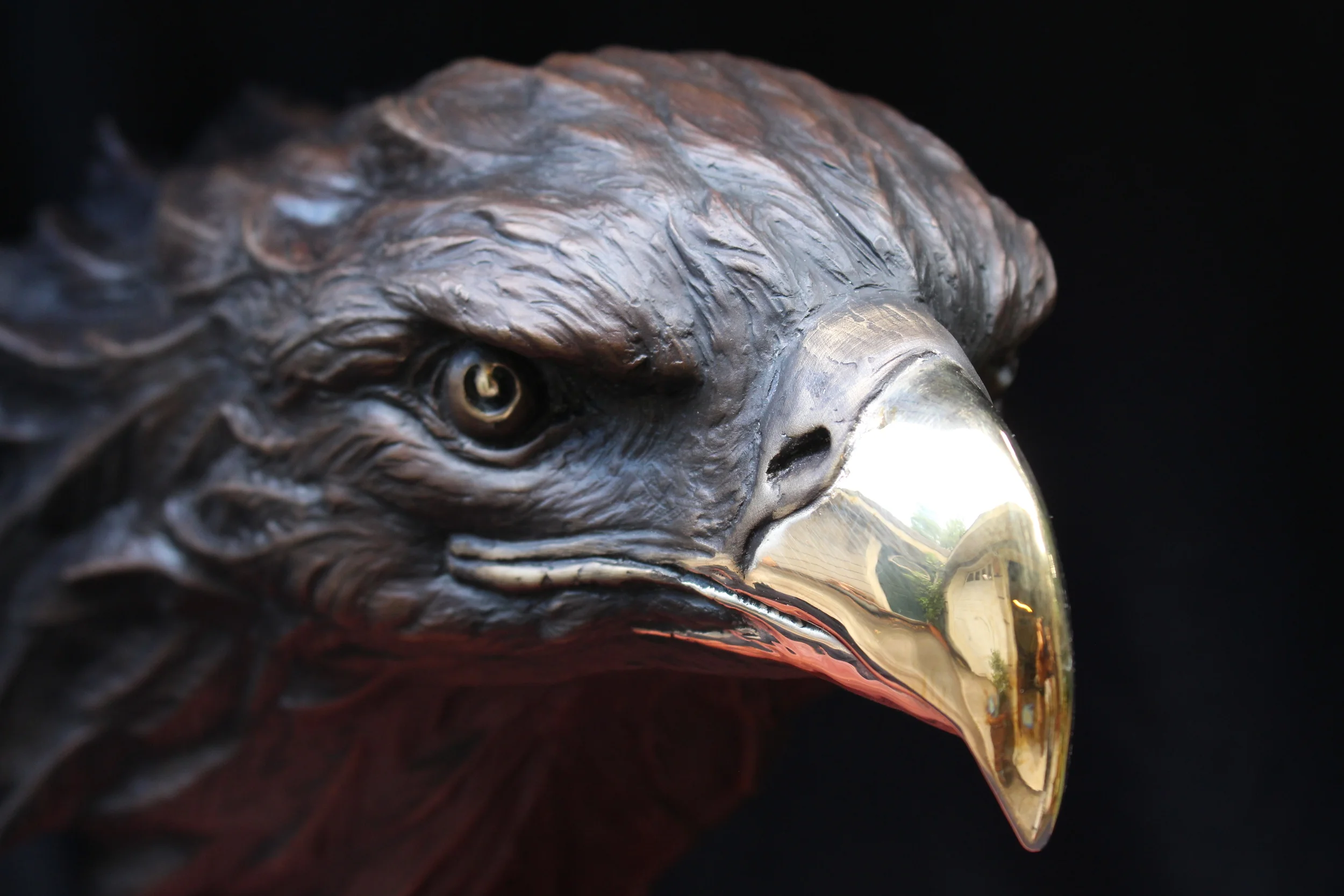 EAGLE HEAD_0565.JPG