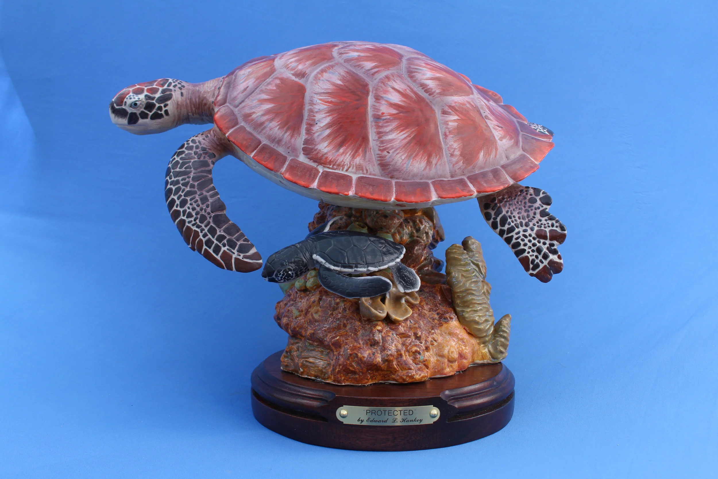 RED SEA TURTLE_1362.JPG