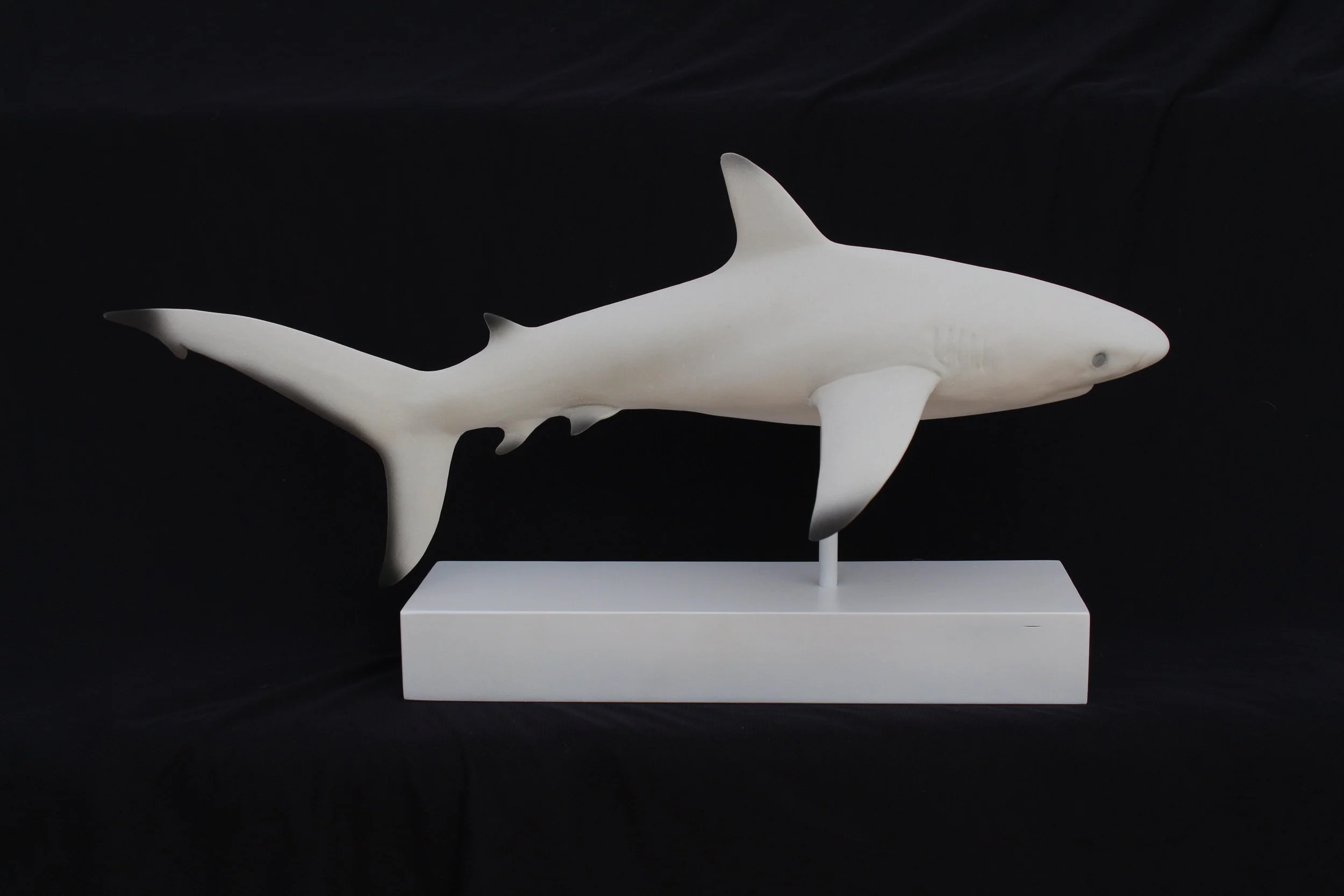 Shark.JPG