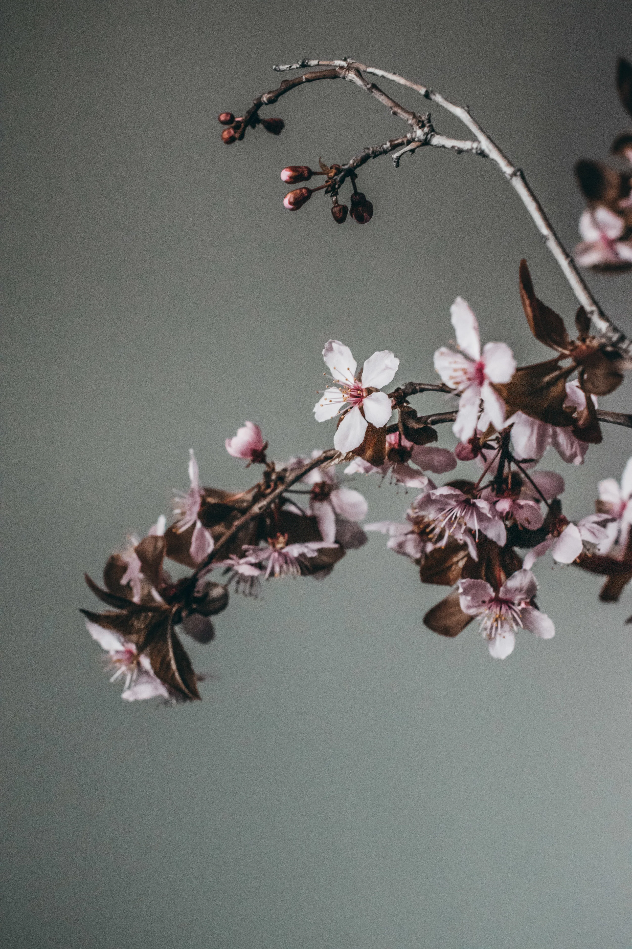 Beehive Floral-0169.jpg