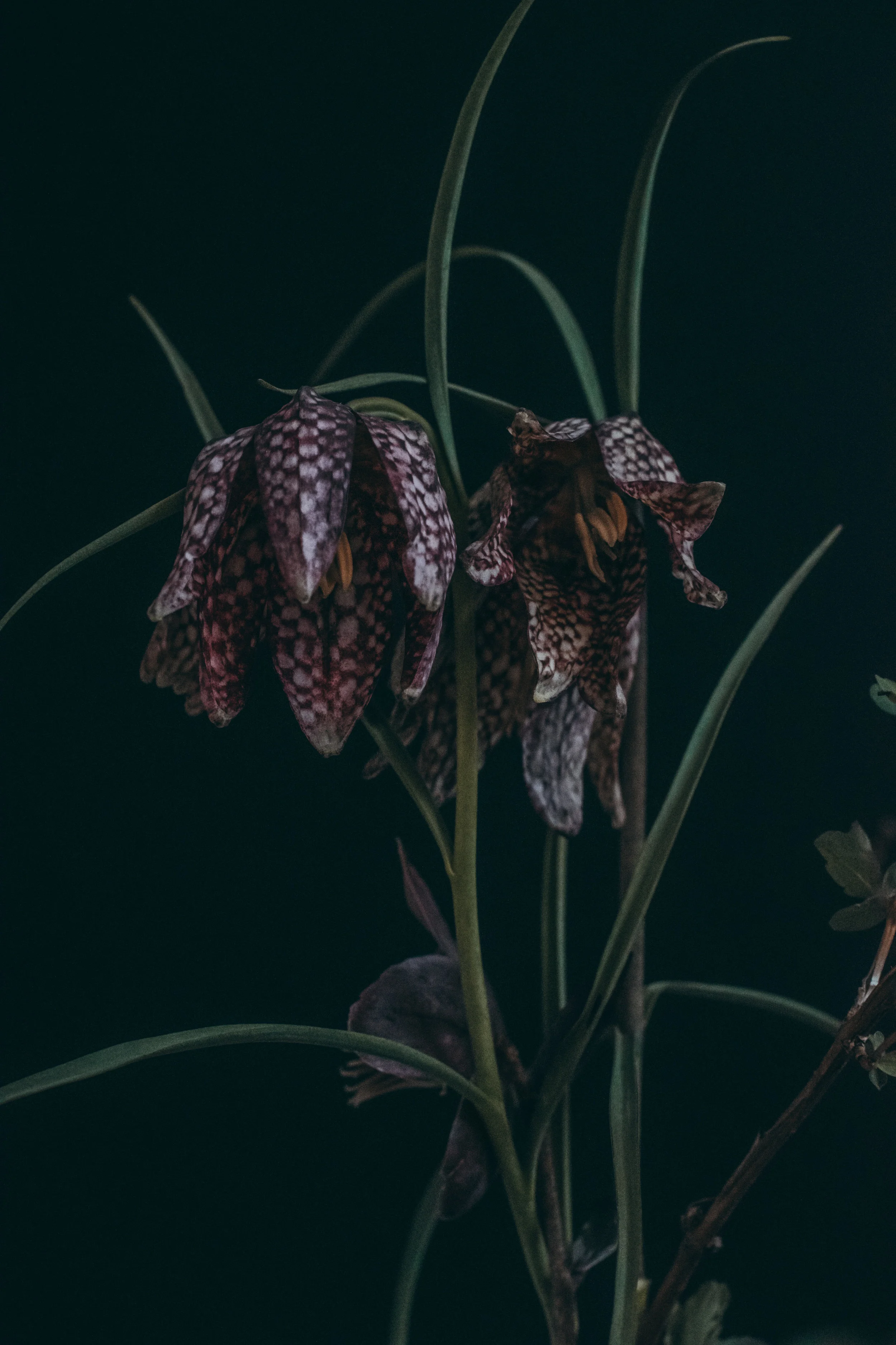 Beehive Floral-0156.jpg