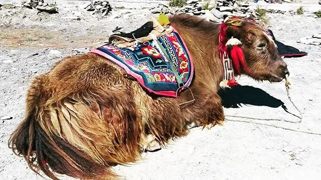 Tibetian yak.

#wanderlust #bae #picoftheday #instatravelling #instavacation #travelblogger #instapassport #worldtraveler #traveldeeper  #travelstroke #travelling #trip #milenials #igtravel #getaway #travelblog #instago #travelpics #flowers #wanderer
