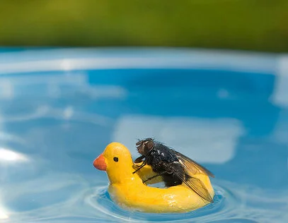 MrFly-Adventures-13.jpg