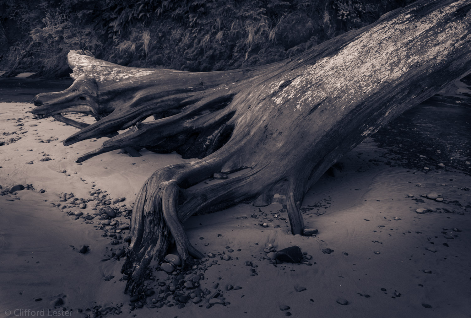 Tree Trunk, Timber Cove